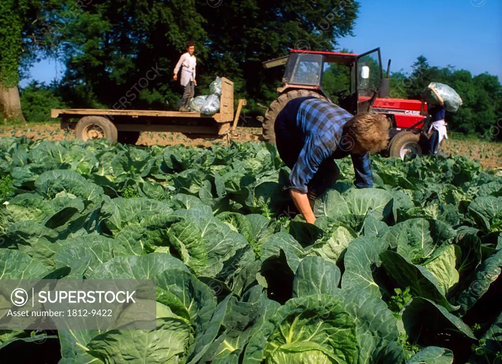 Men gathering cabbages in field, Farm workers in a field