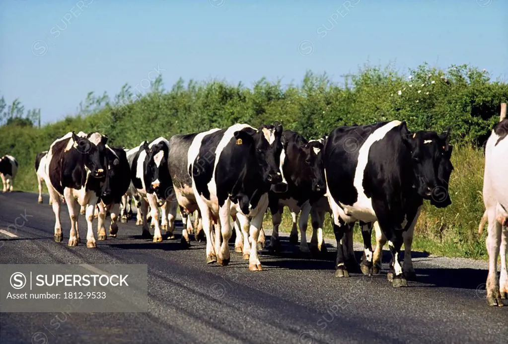 Friesian cattle, Cows returning from milking
