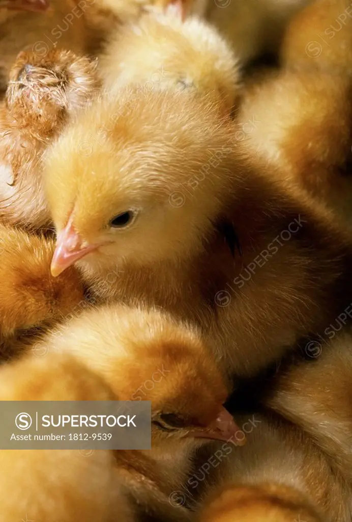 Chicks, Young chickens