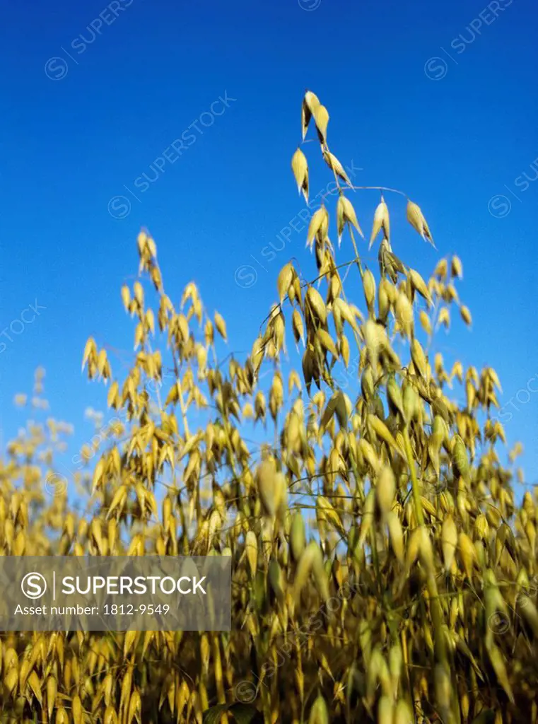 Oat field, Ireland, Low angle view of oat