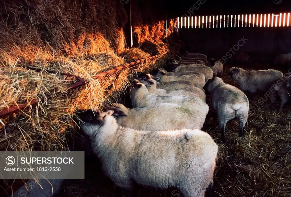 Sheep feeding, Livestock