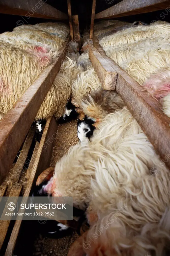 Sheep feeding, Livestock