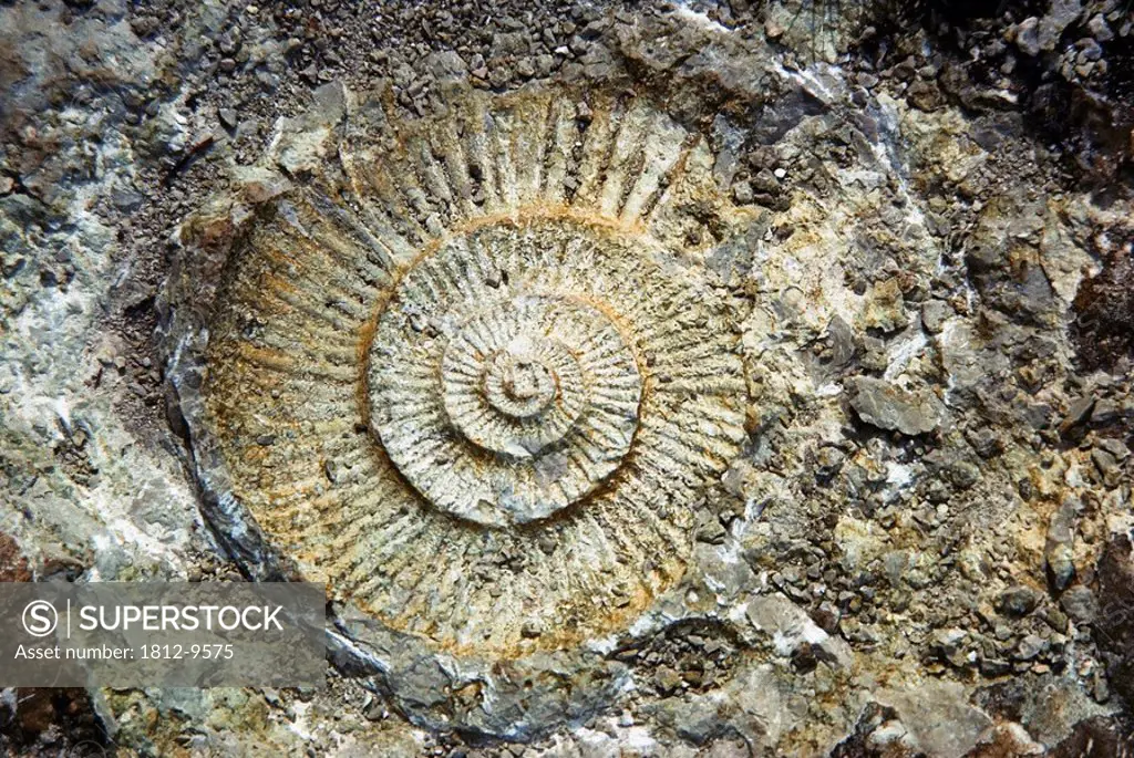 Fossil, Geology