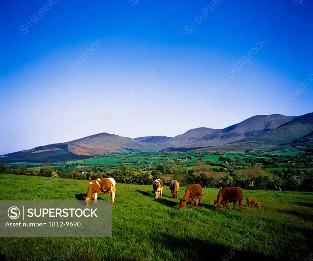 Glen Of Aherlow, Co Tipperary, Ireland, Dairy cattle grazing