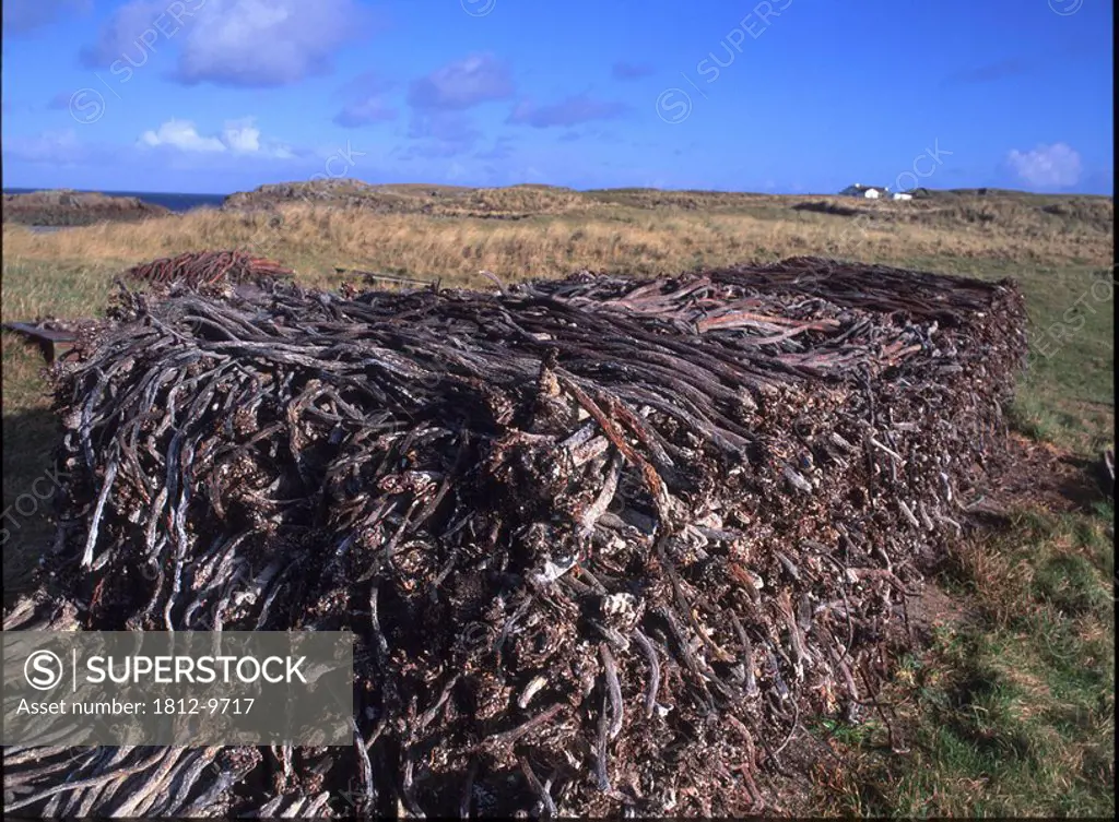 Tramore Bay, Co Donegal, Ireland, Drying seaweed a traditional form of farming