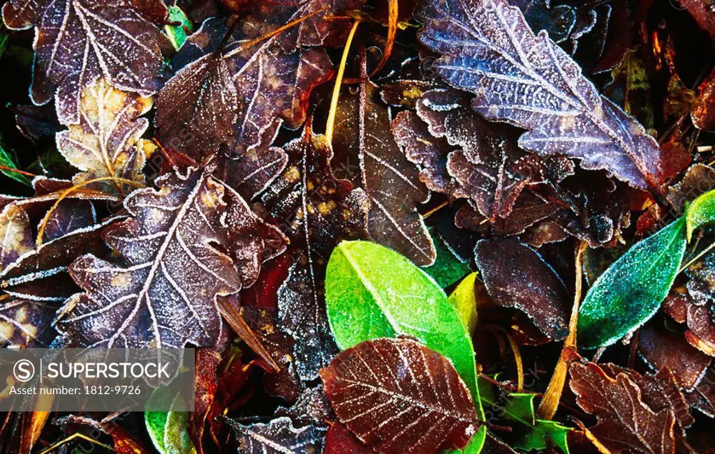 Frozen oak leaves, Glenveagh National Park, County Donegal, Ireland