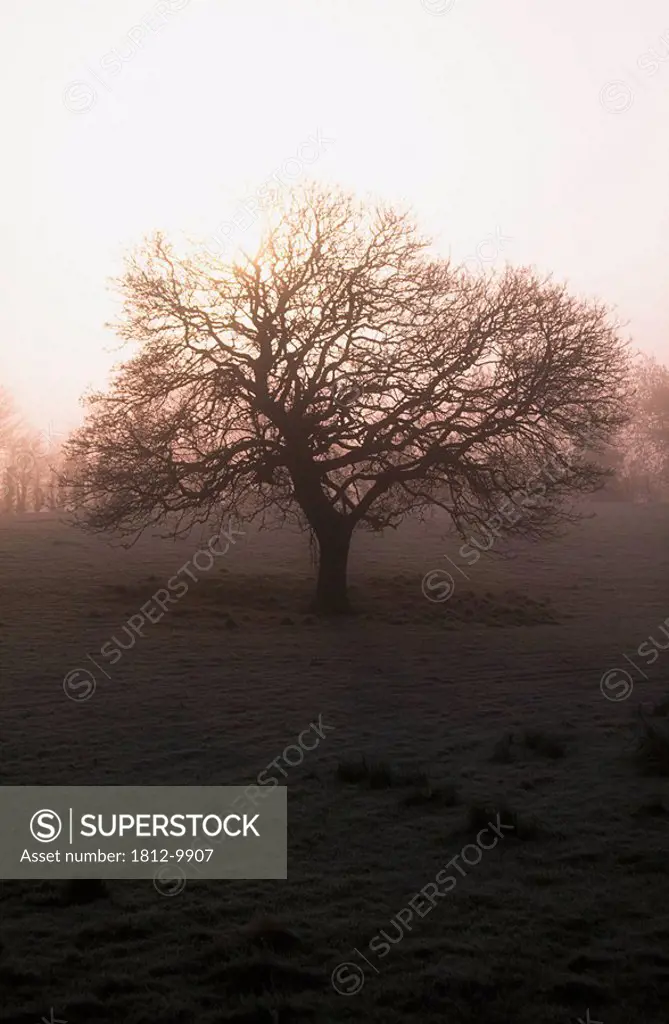 Winter tree on a frosty morning, County Donegal, Ireland