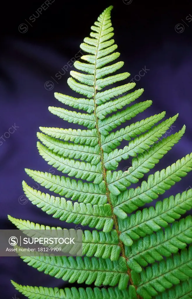 Close_up of fern, Glenveagh National Park, County Donegal, Ireland