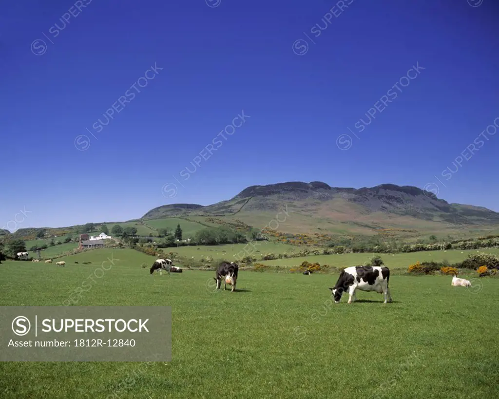 Dairy Cattle, Cooley Peninsula, Co Louth, Ireland