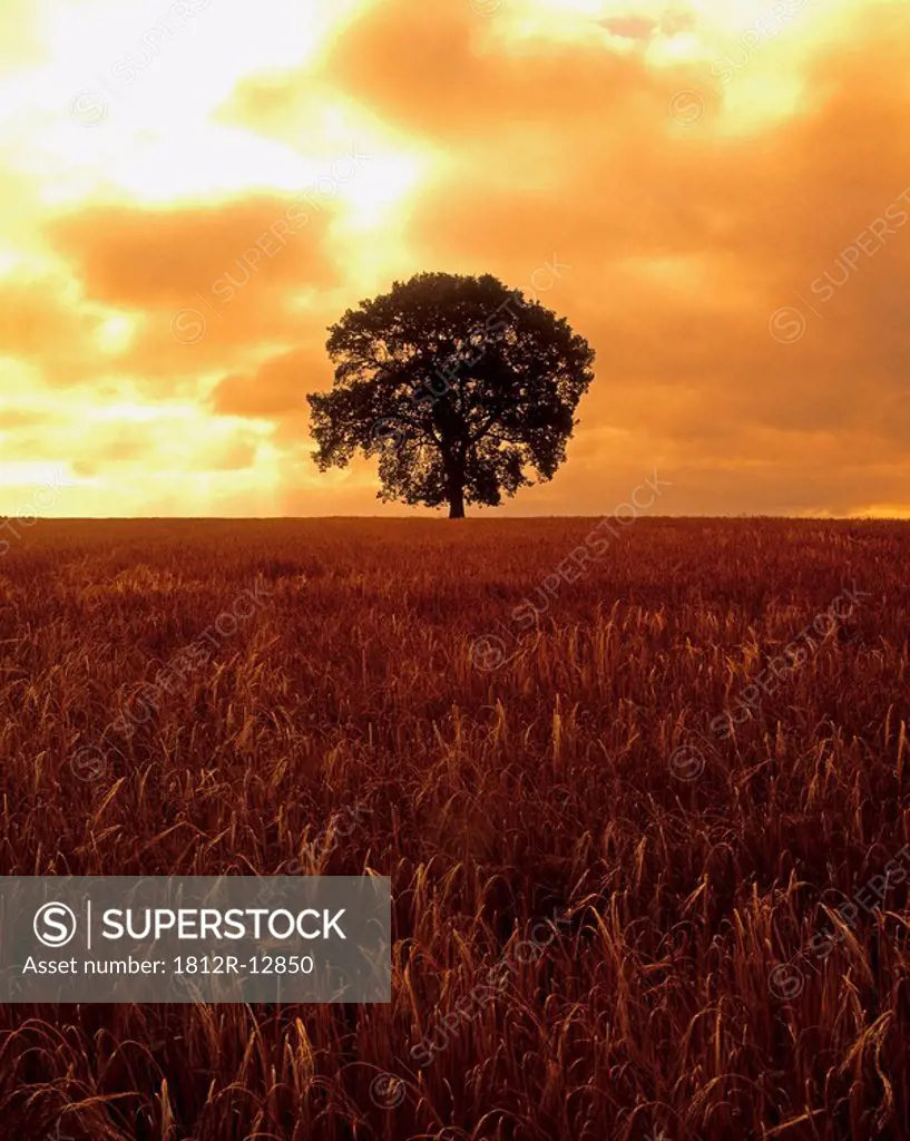 Oak Tree in a barley field, Ireland