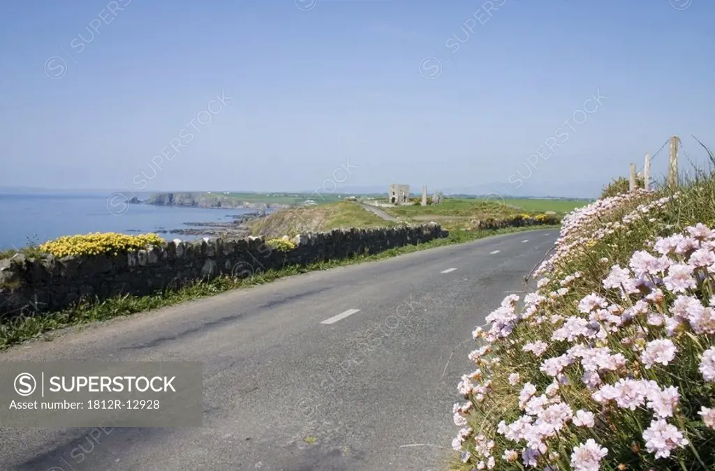 Coast Road and Sea Pink, Bunmahon, Co Waterford, Ireland