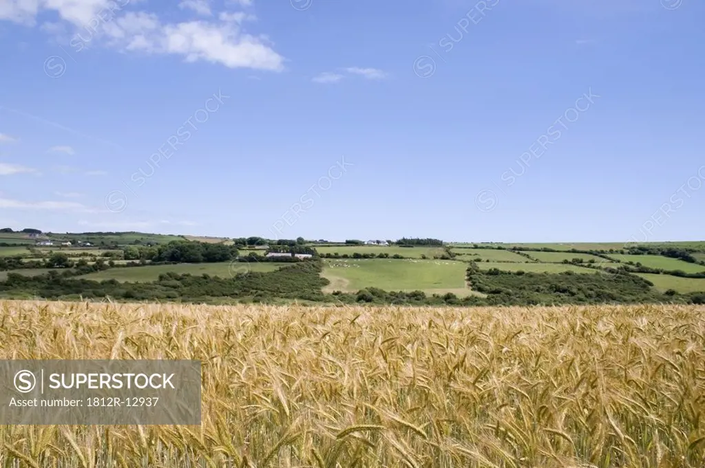 Barley field in County Waterford, Ireland