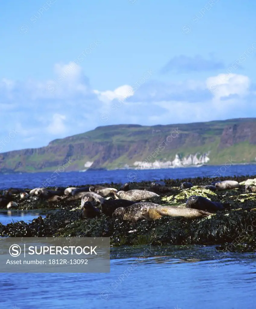 Seals, Rathlin Island, Co Antrim, Ireland