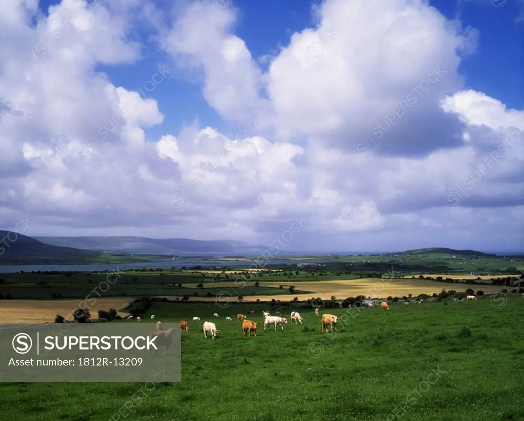 Charolais Cattle, Near Bell Harbour, Co Clare, Ireland