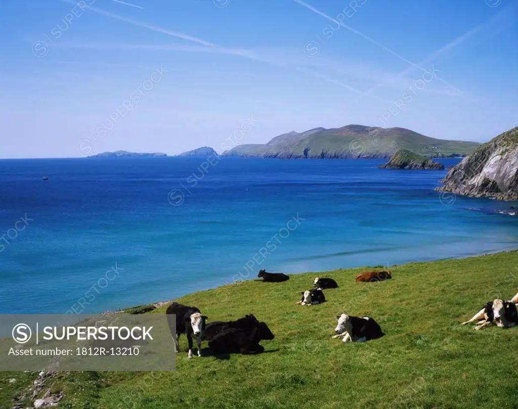 Holstein-Friesian Cattle, Slea Head, Blasket Islands, Co Kerry, Ireland