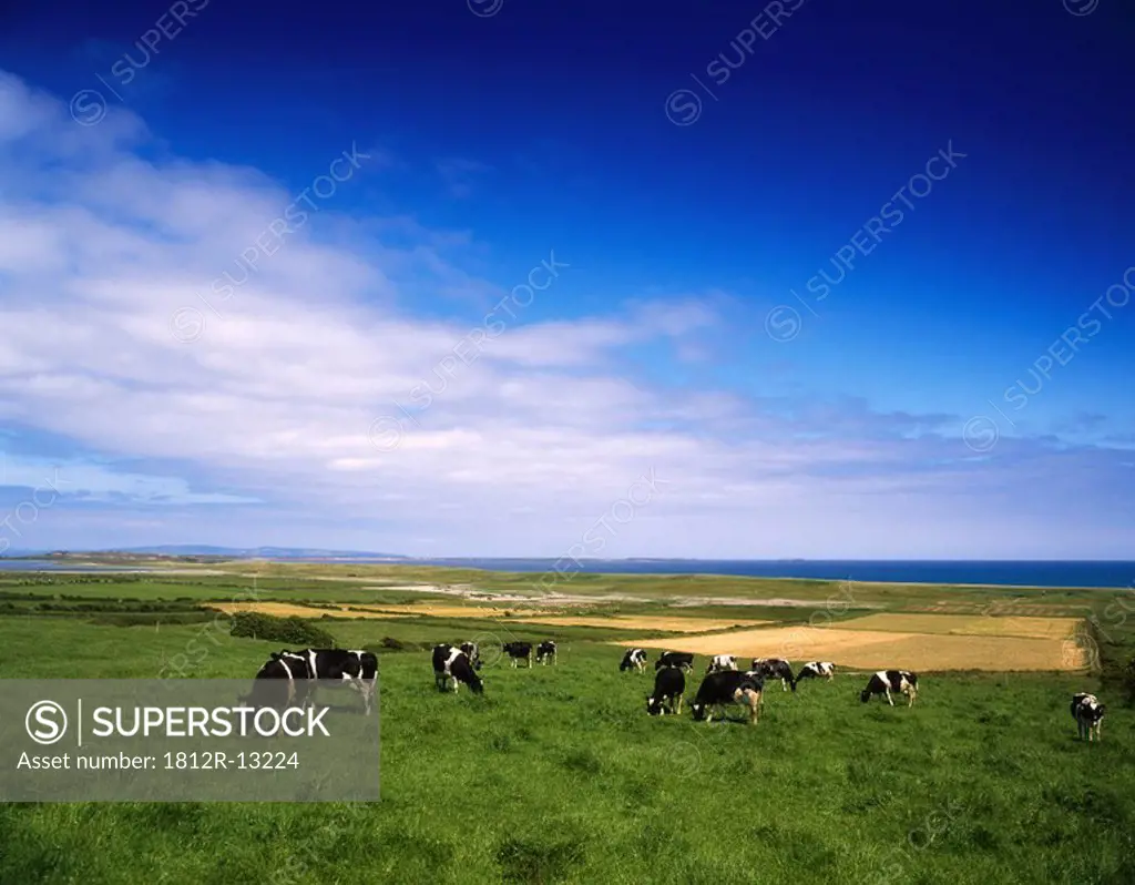 Livestock, Holstein-Fresian Cows, Ireland