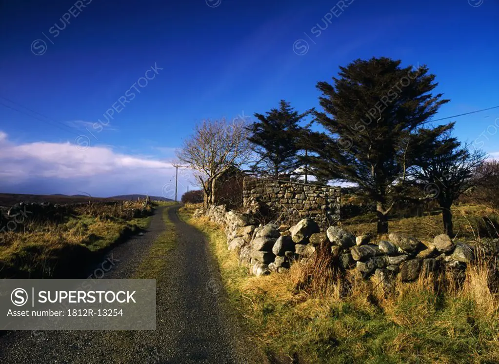 Co Donegal, Derrydruel, Lane & Stonewalls, House And Evergreens Spring, Ireland