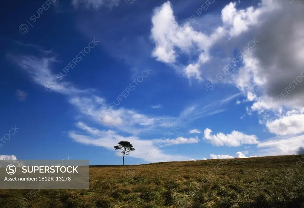 Single Tree Near Sallygap, Co Wicklow, Ireland