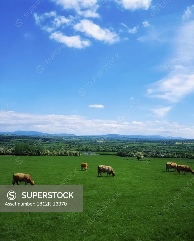 Pastoral, Kilcullen, Co Kildare, Ireland