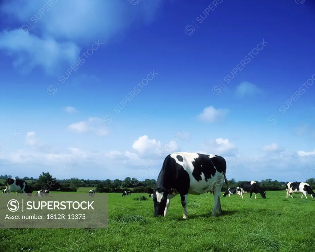 Holstein-Fresian Cattle, Ireland
