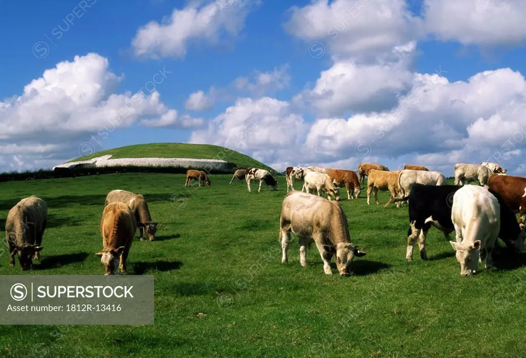 Charolais Cattle, Newgrange, Co Meath, Ireland