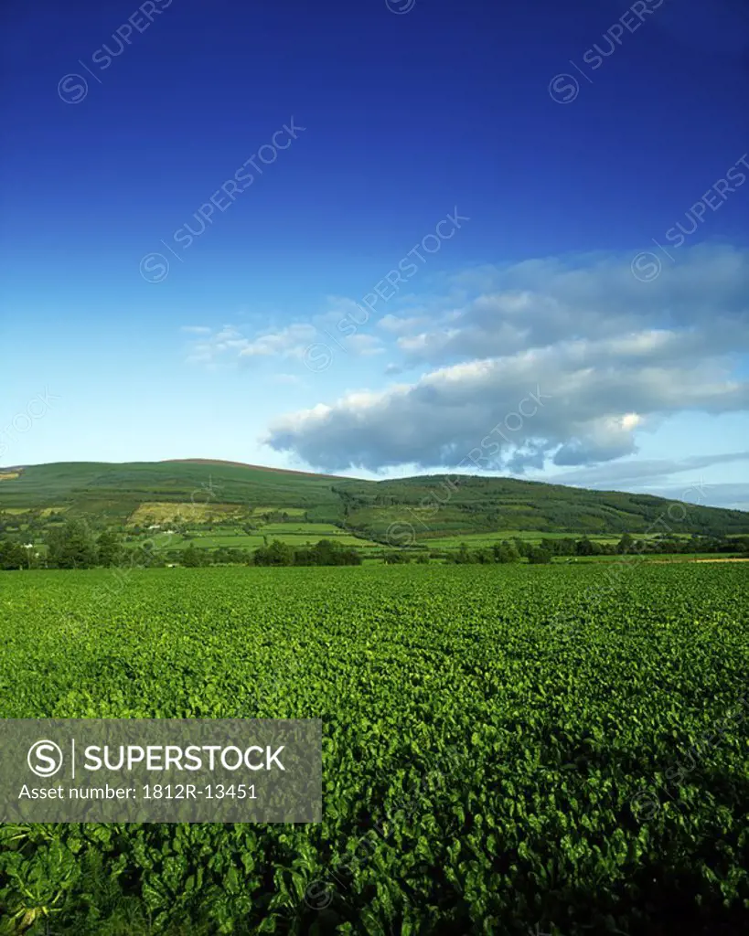 Sugar Beet, Near Clonmel, Co Tipperary, Ireland