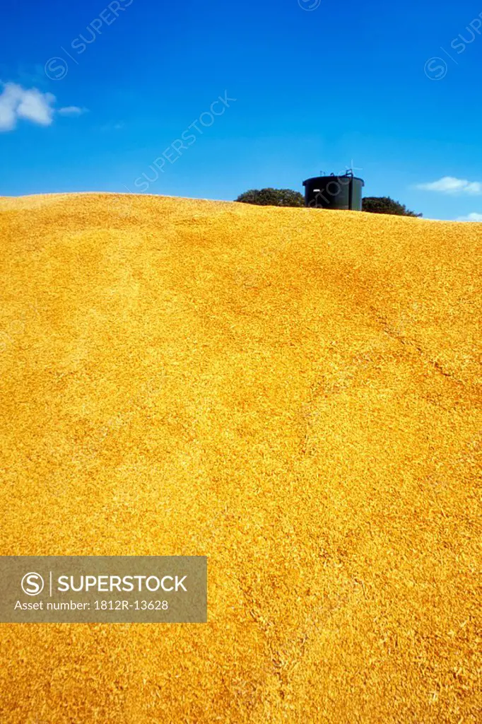 A mountain of barley grains