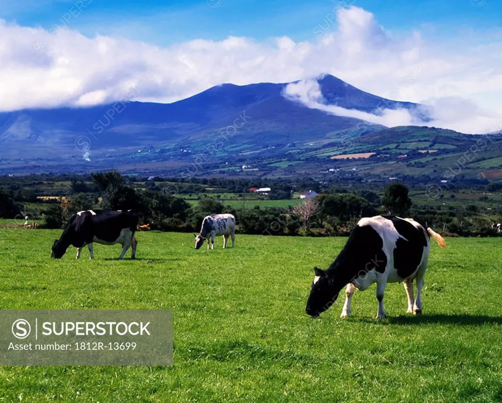 Holstien_Friesian cattle near Glenbeigh, Co Kerry, Ireland