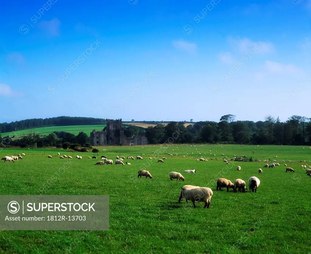 Sheep surround Tintern Abbey, Co Wexford, Ireland