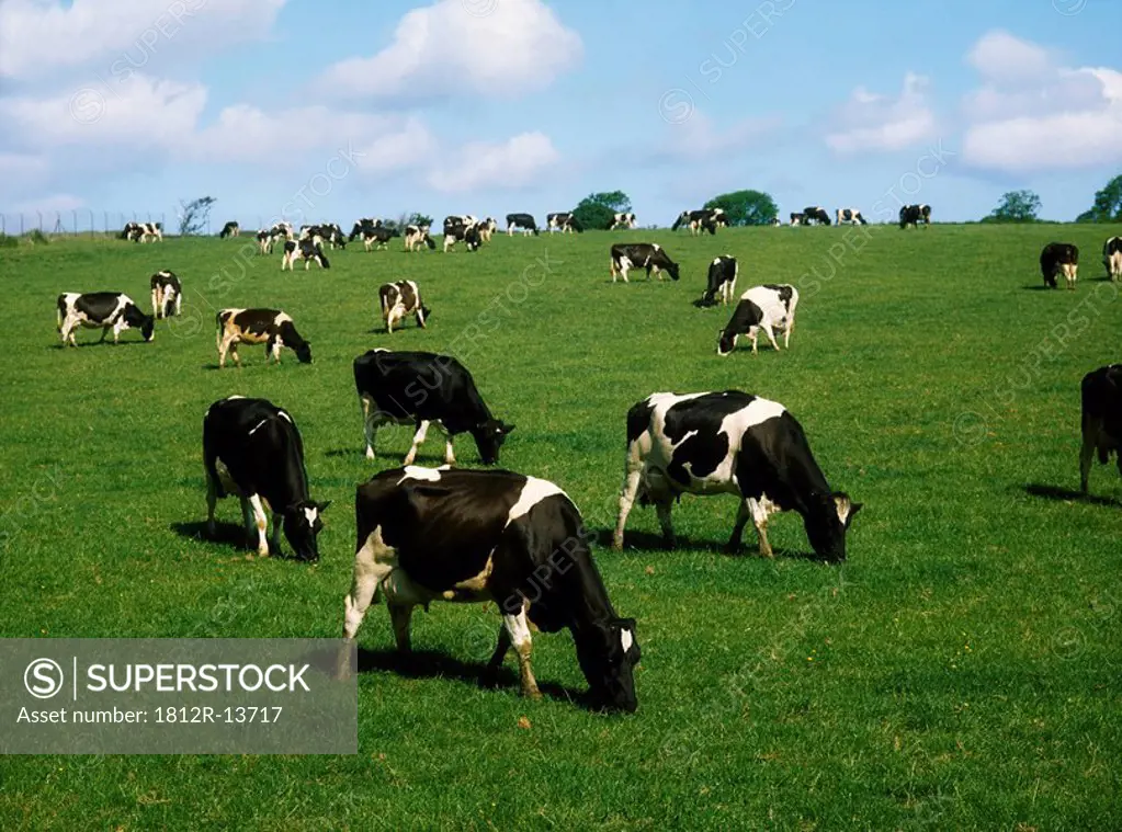 Holstein_Friesian cattle, Ireland