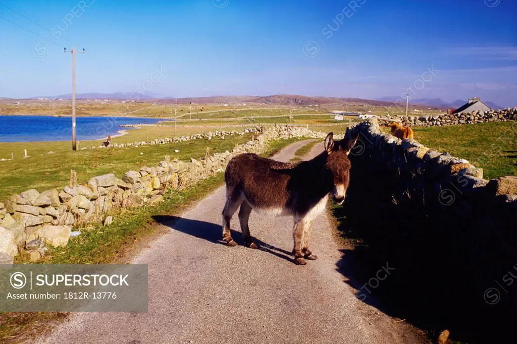 Donkey near Clifden, Co Galway, Ireland