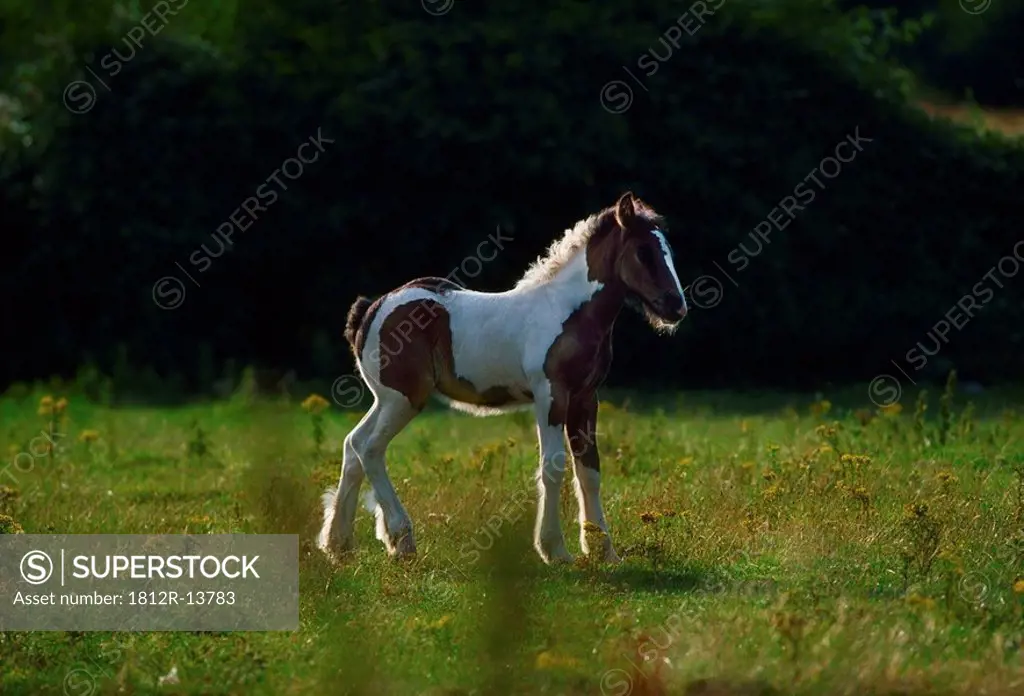 Feral pony, Co Dublin, Ireland