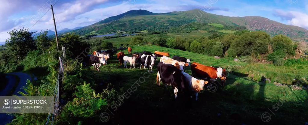 Cattle, Co Kerry, Ireland