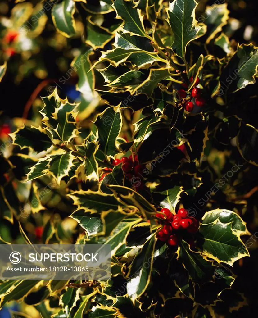 Variegated Holly with berries