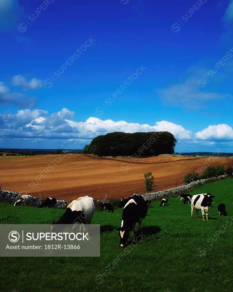 Holstein_Friesian Cattle, Co Meath, Ireland