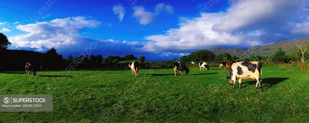 Holstein_Friesian cattle grazing in Irish field