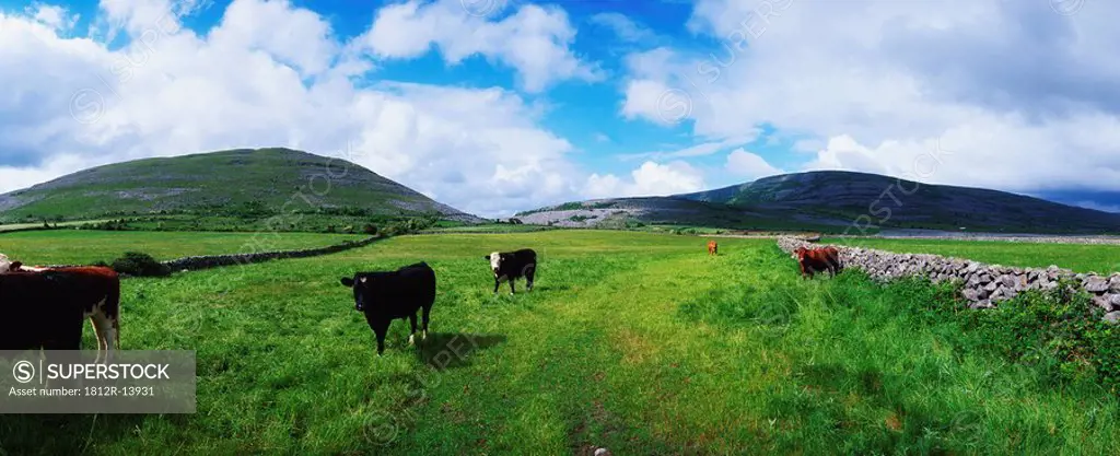 Cattle, The Burren, Co Clare, Ireland