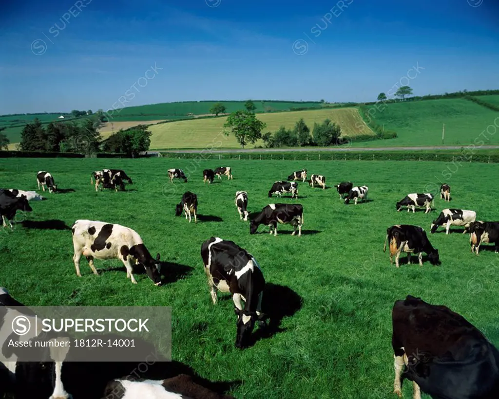 Holstein_Friesian dairy cows, Co Down, Ireland