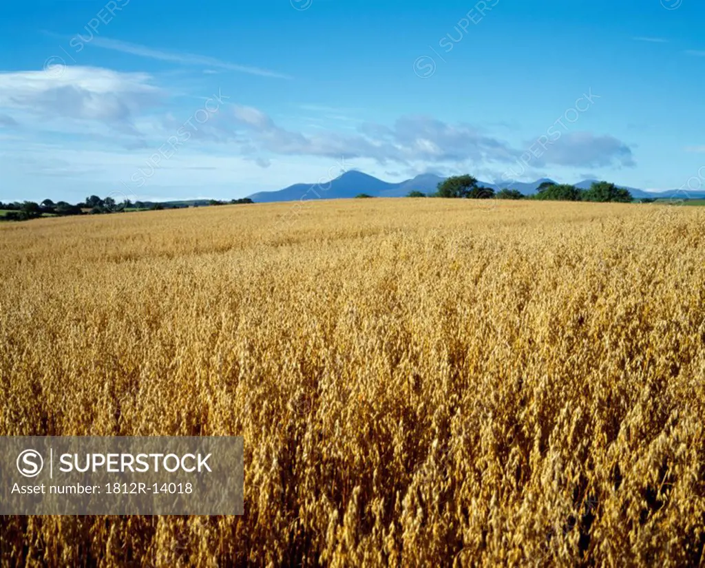 Barley field, Mourne Mountains, Co Down, Ireland