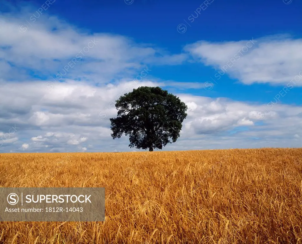 Oak tree in a barley field, Ireland