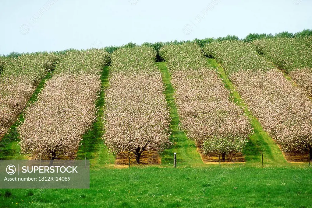 Apple orchard in blossom, Co Armagh, Ireland