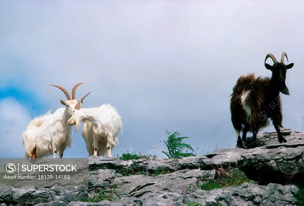 Goats, The Burren, Co Clare, Ireland