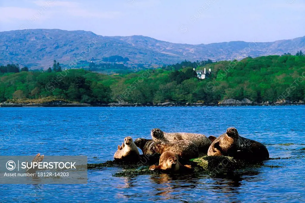 Seals, Glengarriff, Co Cork, Ireland