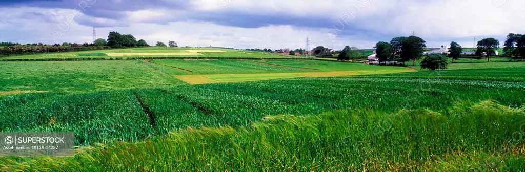 Barley field, Co Down, Ireland