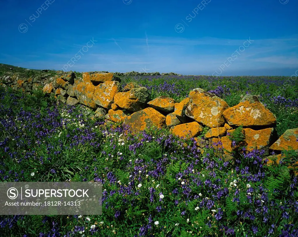 Stone wall and Wildflowers, Saltee Islands, Co Wexford, Ireland