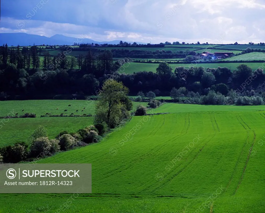 Farmscape in Ireland
