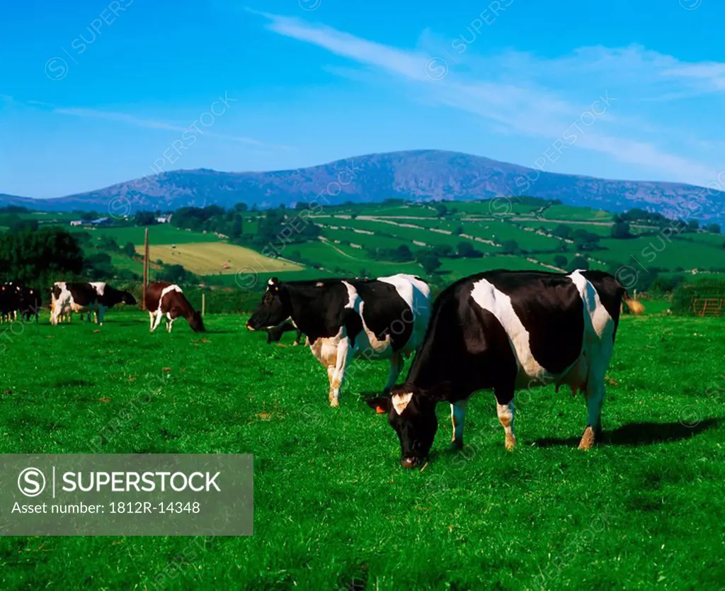 Holstein_Friesian cows near Borris, County Carlow, Ireland