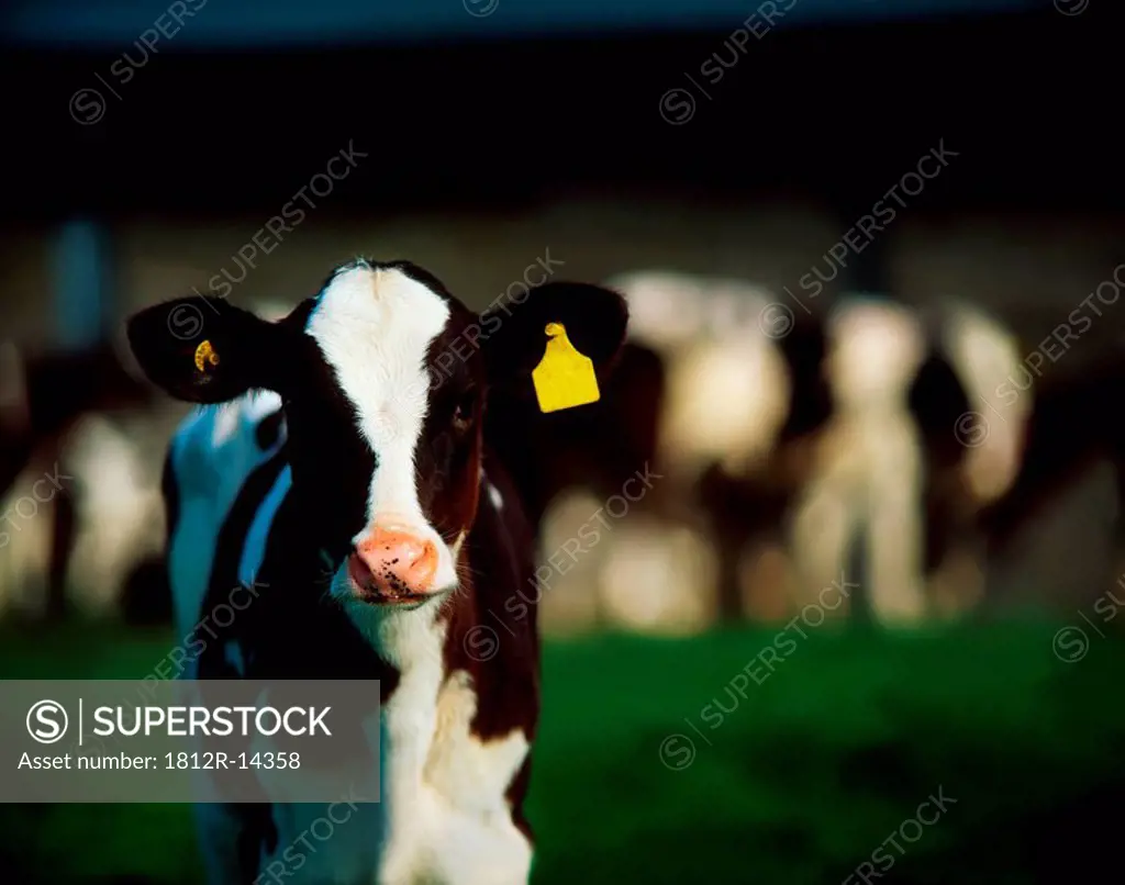 Holstein_Friesian calf