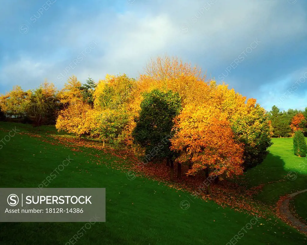 Trees, Autumn, Ireland