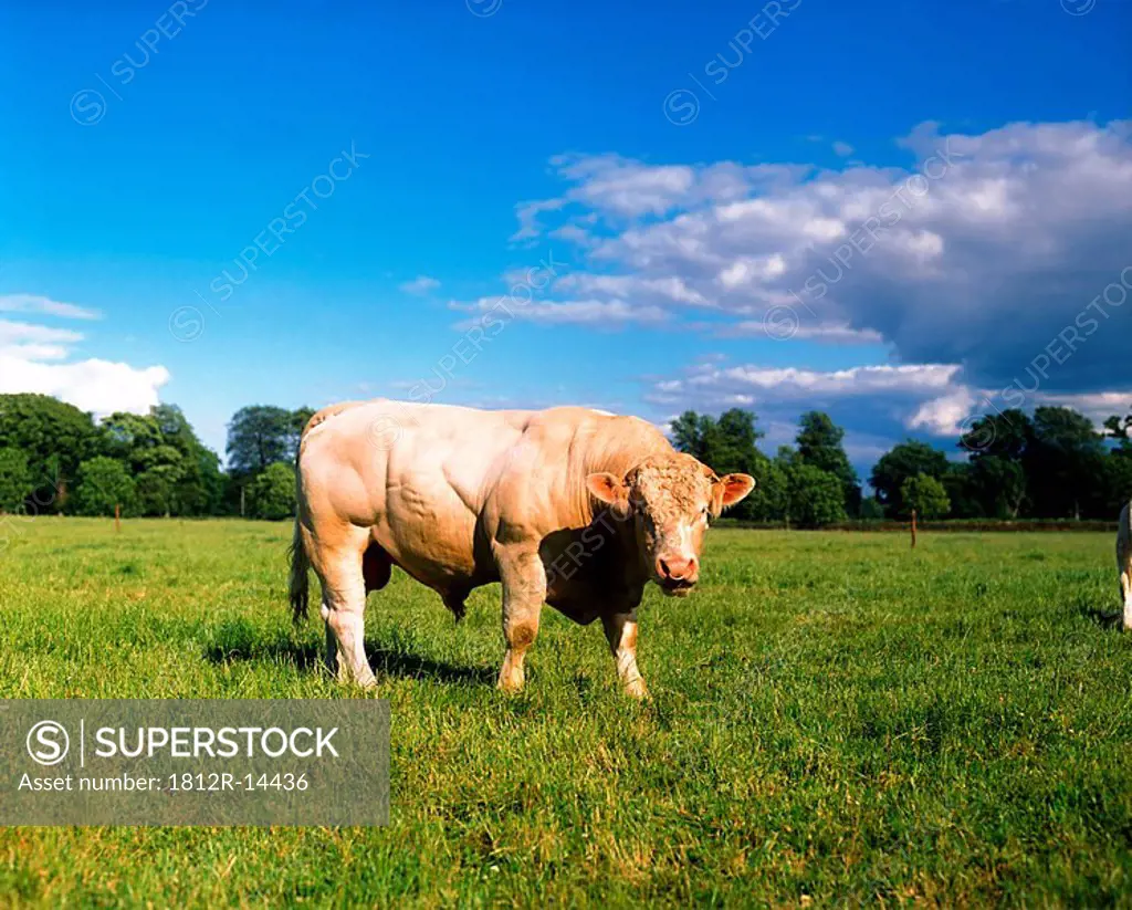 Charolais bull in field, Ireland